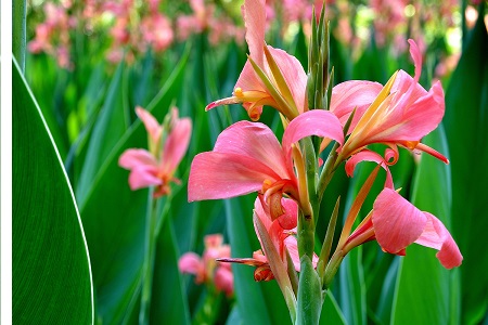 美人蕉适合在室内养吗风水好吗