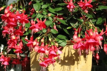 倒挂金钟适合卧室养吗