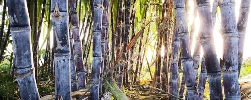 甘蔗种植技术挑选切割及栽种注意事项(甘蔗栽植种植技术)