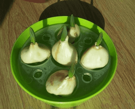 郁金香水培视频教程