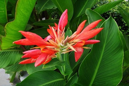 美人蕉适合在室内养吗风水好吗