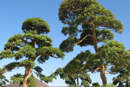 坚韧勇敢的植物