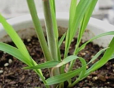 香茅的功效作用与主治