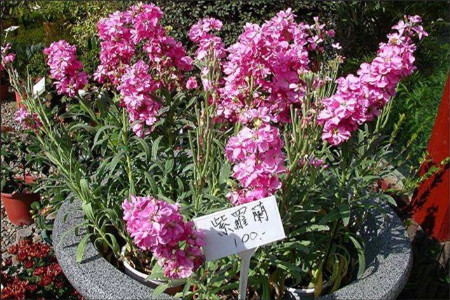 紫罗兰放在室内好不好