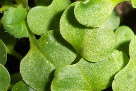 苏子什么时候种