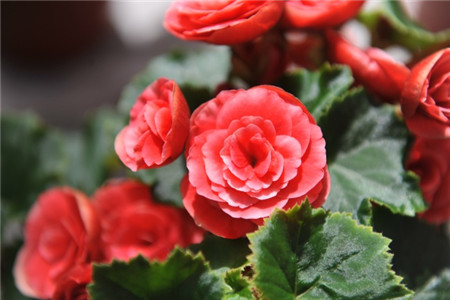 海棠花叶发黄不长是什么原因