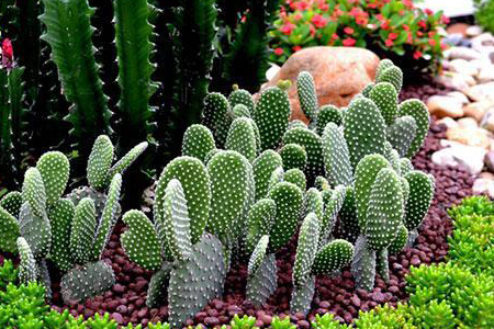 坚韧勇敢的植物