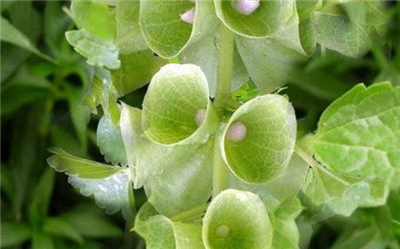 贝壳花的养殖方法和注意事项