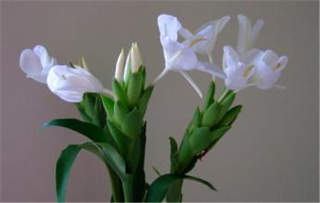 姜花的养殖方法和注意事项视频