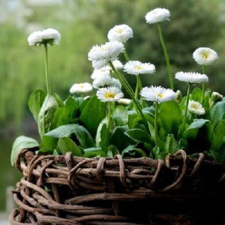 玛格丽特花冬天怎么过冬