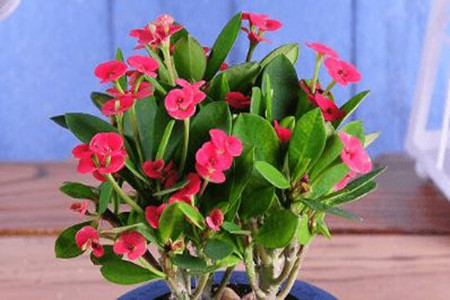 虎刺梅水浇多了叶子发黄怎么办