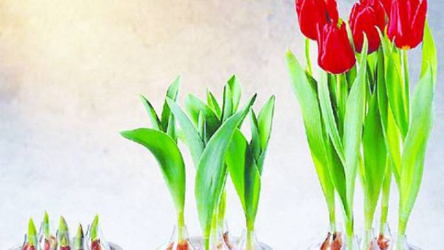 郁金香水培方法水培步骤及养护注意事项(郁金香水培视频教程)