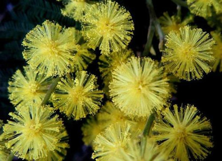 银荆怎么播种出来