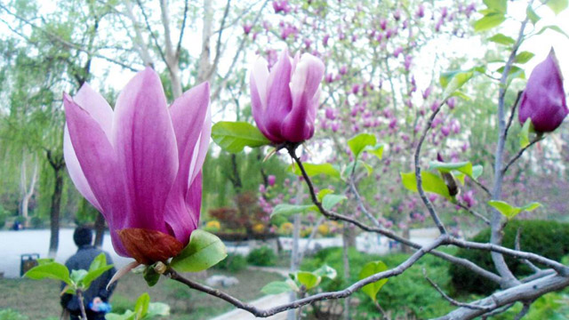 玉兰怎么扦插(玉兰怎么扦插繁殖视频)