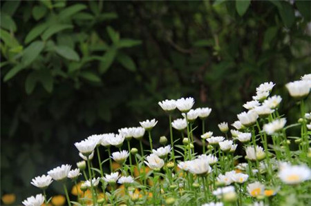 白晶菊怎么爆盆