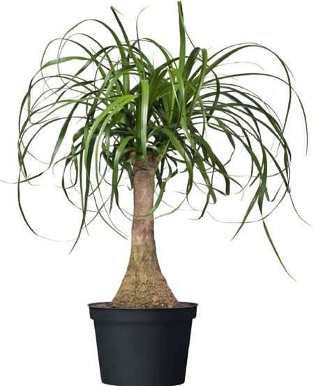 酒瓶兰的寓意和象征是什么