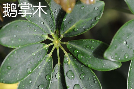 鹅掌柴和发财树哪个值钱