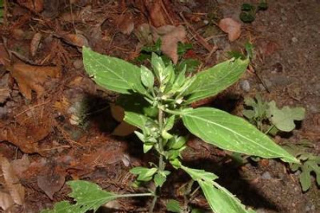 九头狮子草多少钱一斤