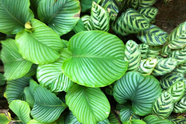 圆叶竹芋生虫了怎么办常见的虫害防治(圆叶竹芋生虫了怎么办常见的虫害防治用什么药)