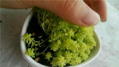 黄金万年草生虫怎么办