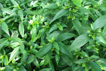 九头狮子草多少钱一斤