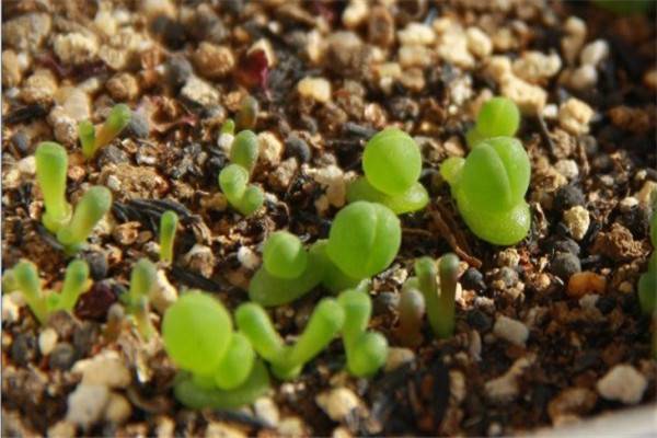 藻铃玉如何播种(藻铃护身铃)