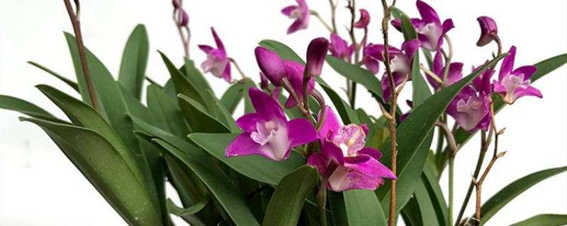 香水石斛兰怎么养(香水石斛兰怎么养开花才多)