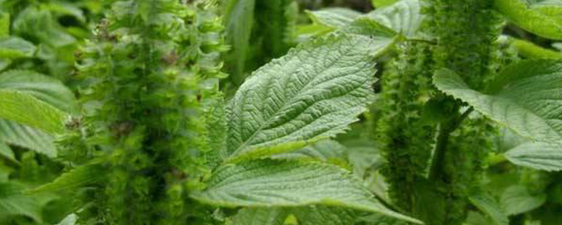 苏子几月份种(苏子什么时候种)