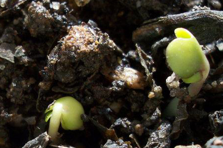 苏子什么时候种