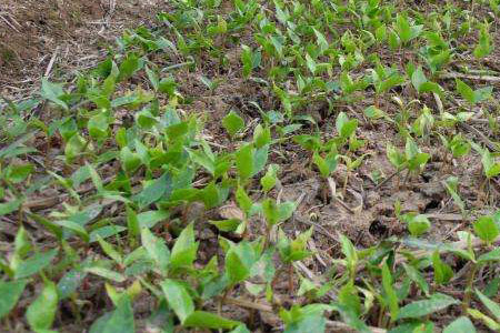 玉兰怎么扦插繁殖视频