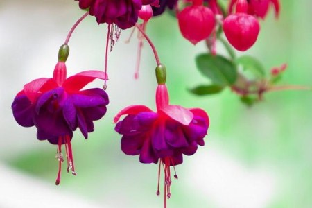 倒挂金钟适合卧室养吗