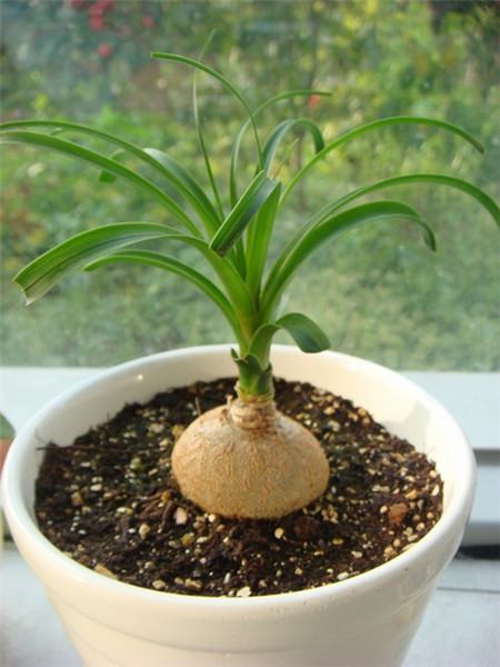 酒瓶兰的寓意和象征是什么