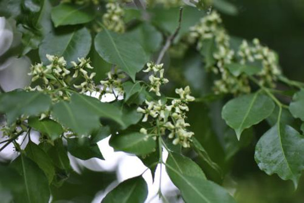 白杜怎么播种(白杜树苗)