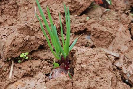 水培洋葱怎么种植