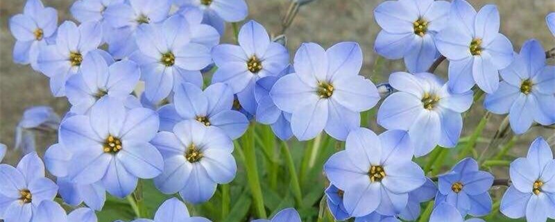 花韭的养殖方法和注意事项(花韭的养殖方法和注意事项图片)