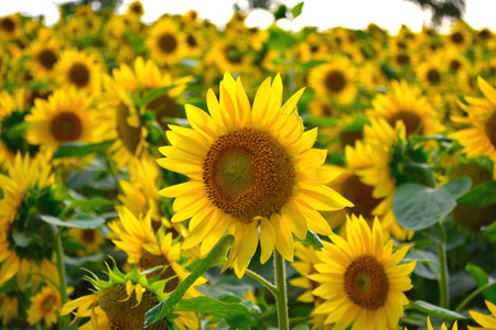 坚韧勇敢的植物