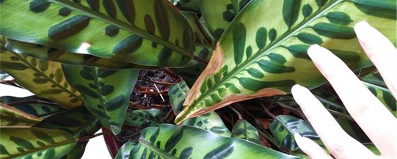 豹纹竹芋的养殖方法和注意事项(豹纹竹芋有毒吗能室内养吗)