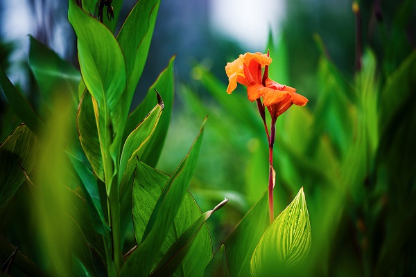 美人蕉适合在室内养吗(美人蕉适合在室内养吗风水好吗)