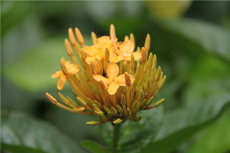 繁星花和仙丹花一样吗