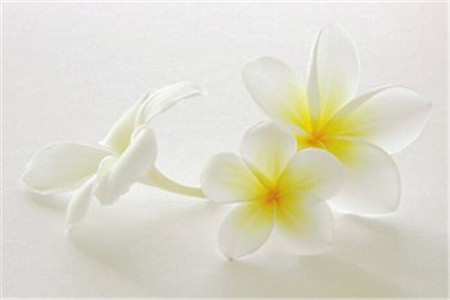 鸡蛋花落叶后还会长新叶吗