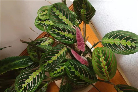 这花比绿萝吊兰好看100倍一年到头不凋谢大神现在都在养！(吊兰还是绿萝)