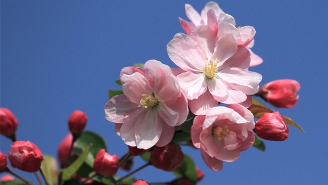 海棠花叶子发黄怎么办黄叶枯萎的原因及补救办法(海棠花叶发黄不长是什么原因)