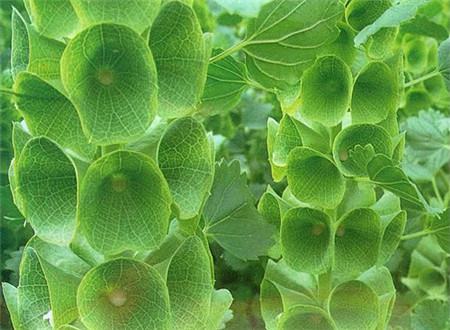 贝壳花的养殖方法和注意事项