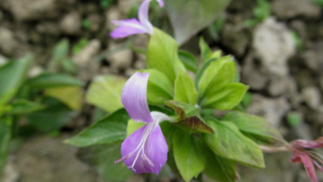 九头狮子草怎么繁殖(九头狮子草多少钱一斤)