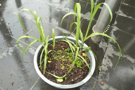 甘蔗栽植种植技术