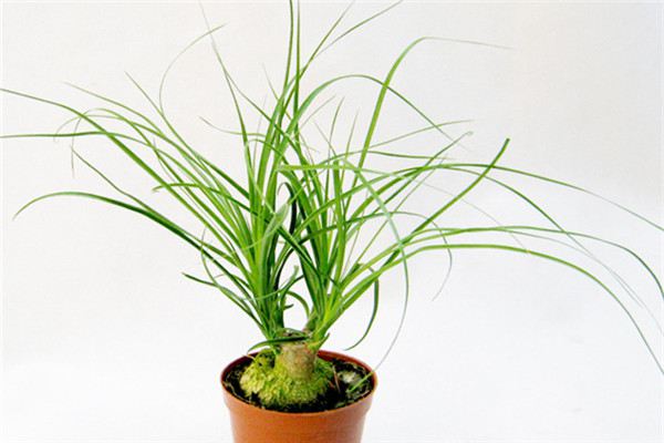 酒瓶兰有什么作用(酒瓶兰的寓意和象征是什么)