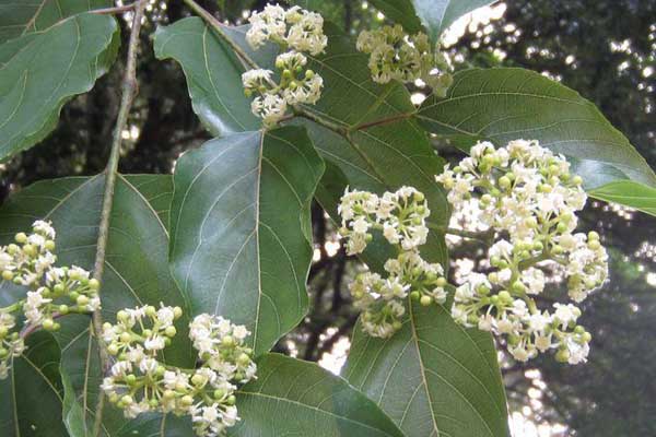 枳椇生虫了怎么办常见的病虫防治(枳椇的果实肉质多汁、味甜可食)