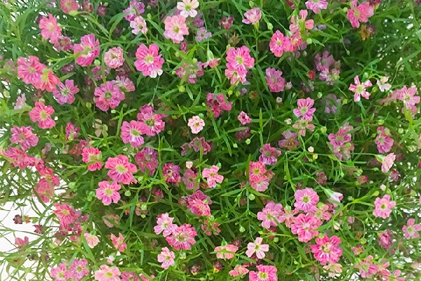 满天星为什么不开花(满天星为什么不会枯萎)