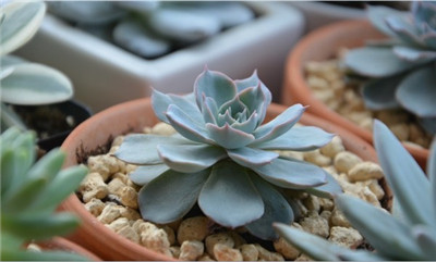 蓝石莲的功效与作用