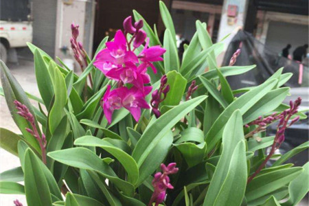 香水石斛兰怎么养开花才多